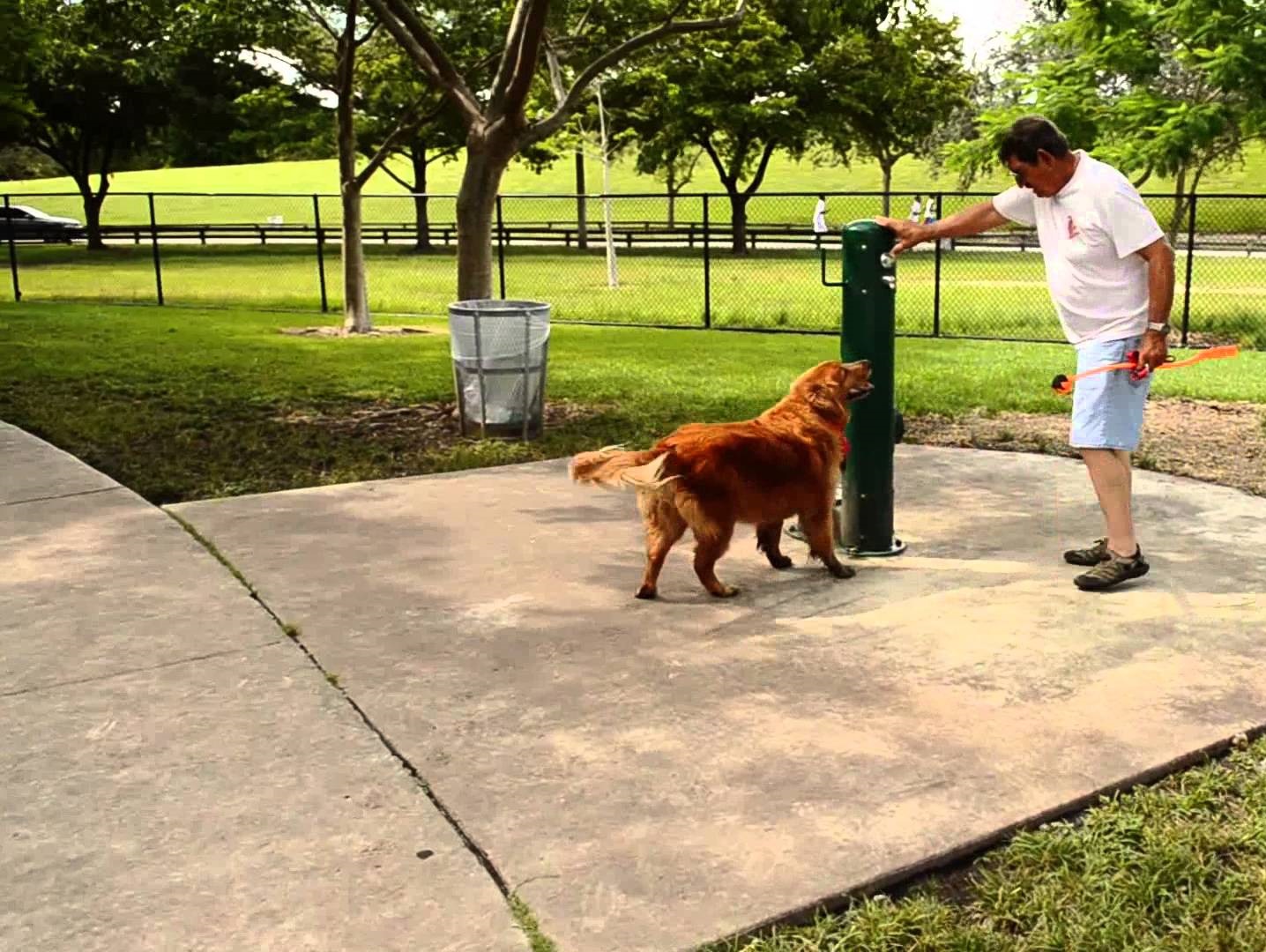 The Top 5 Miami Dog Parks Your Pooch Will Love
